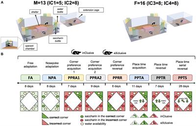 Appetitively motivated tasks in the IntelliCage reveal a higher motivational cost of spatial learning in male than female mice